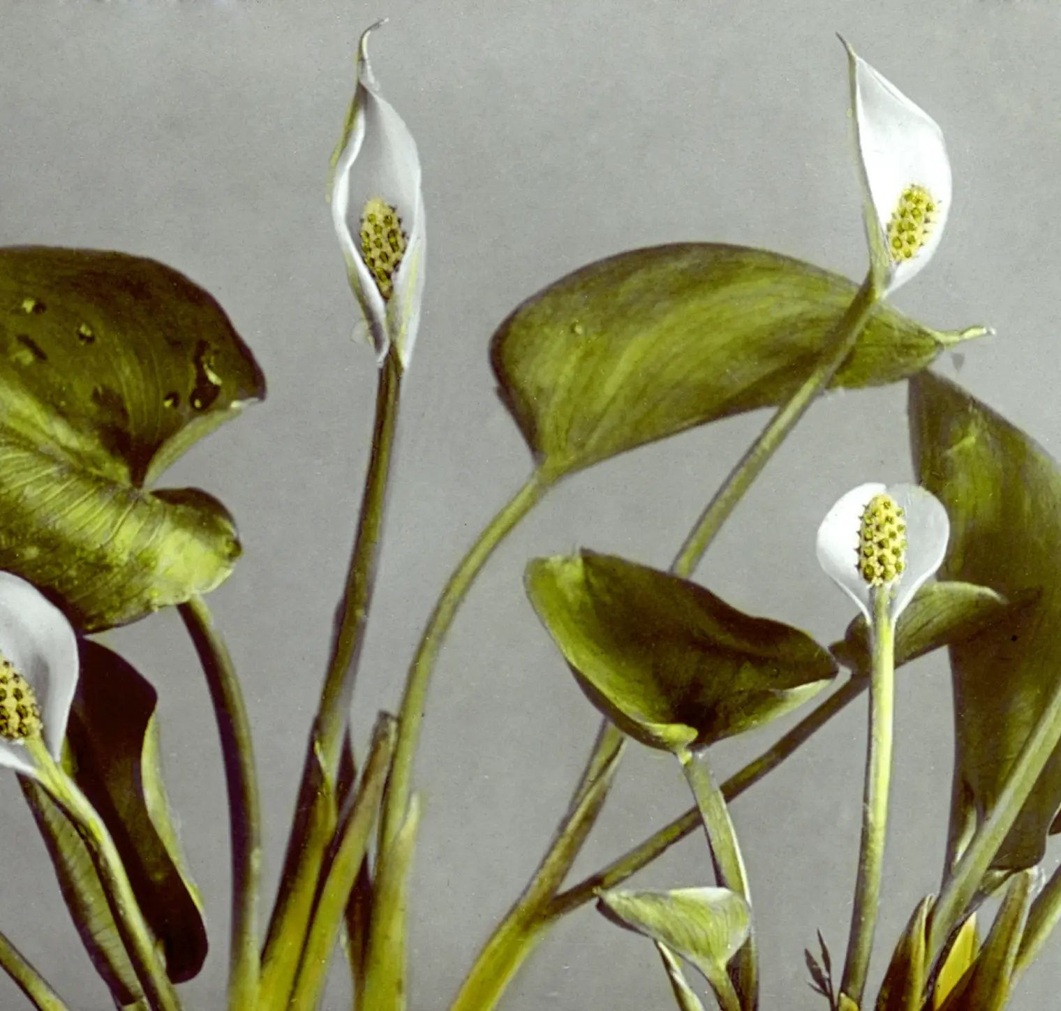 Minimalist Zen-inspired screen: Creating a flowing and independent home space Picture of a flower