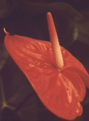 Minimalist Zen-inspired screen: Creating a flowing and independent home space Close up of a red anthurium.