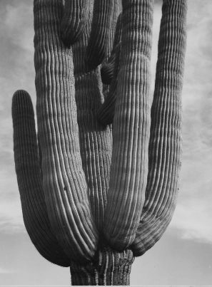 Minimalist Zen-inspired screen: Creating a flowing and independent home space Category Cactus