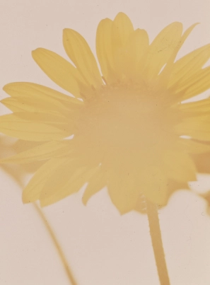 Minimalist Zen-inspired screen: Creating a flowing and independent home space Category Sunflowers